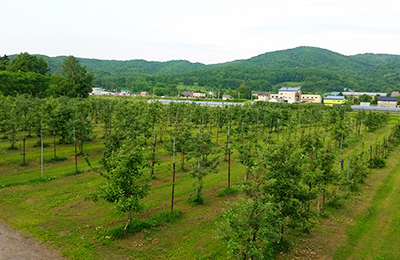 果樹園の全景